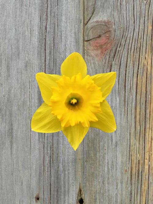 DUTCH MASTER YELLOW DAFFODILS